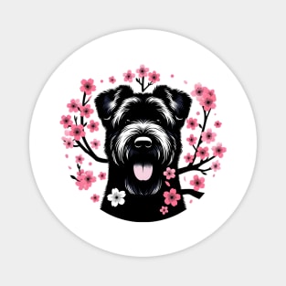 Black Russian Terrier Revels in Spring's Cherry Blossoms Magnet